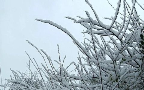 雪地烤红薯赏析（雪地烤红薯主要内容）