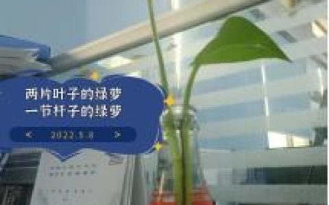 观察日记植物绿萝300字（观察日记植物绿萝150字）