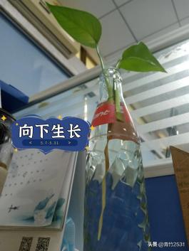 观察日记植物绿萝300字（观察日记植物绿萝150字）