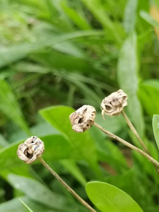 美人在骨不在皮，美人在骨不在皮什么意思