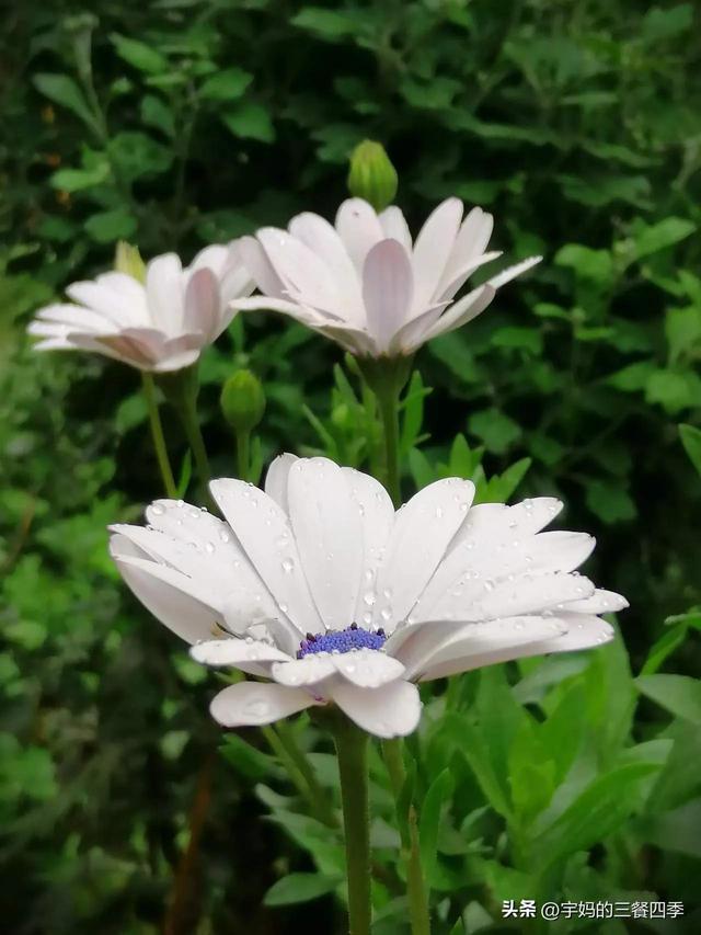 鸡皮鹤发是什么意思，鸡皮鹤发是什么意思