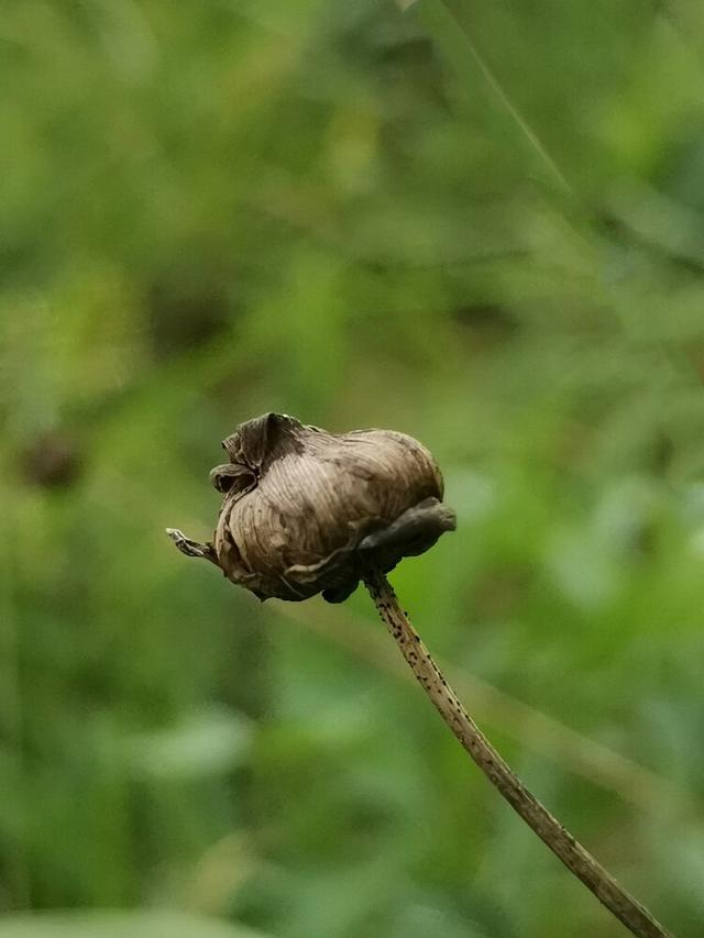 美人在骨不在皮，美人在骨不在皮什么意思