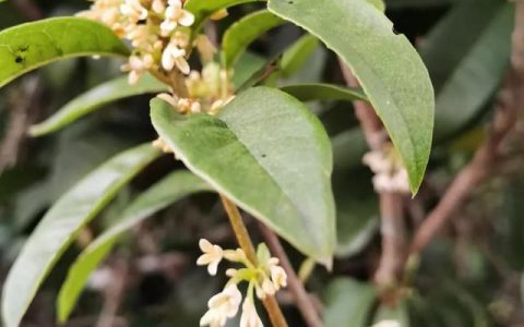 桂花飘香的优美句子，桂花飘香的诗句