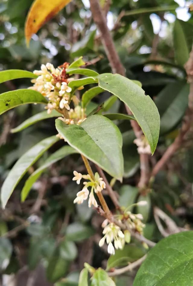 桂花飘香的优美句子，桂花飘香的诗句