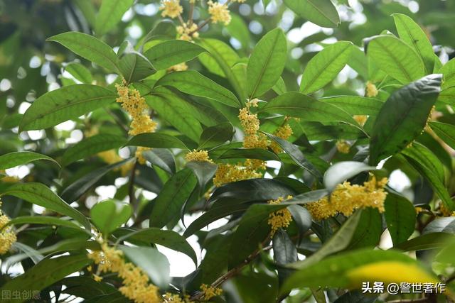 桂花诗句经典名句，桂花诗句经典名句香味！