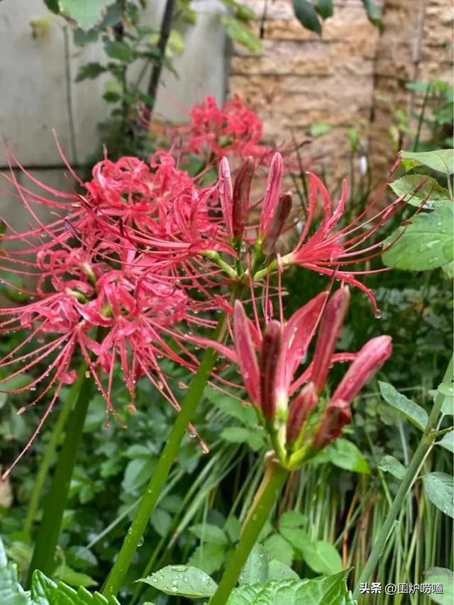 彼岸花寓意及花语，彼岸花的经典一句短句