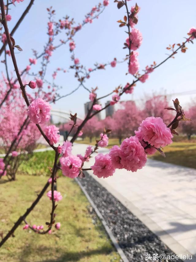 自创现代诗短诗四年级关于花，自创现代诗短诗四年级关于植物