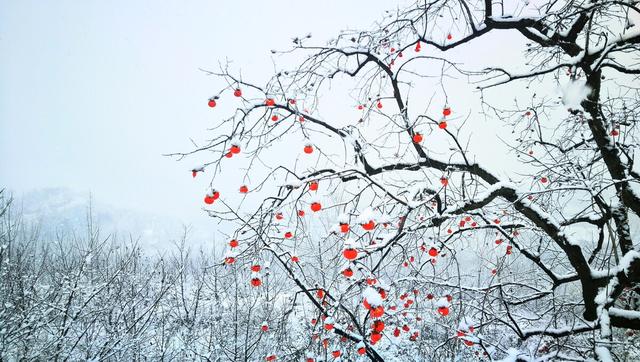 北国雪松香水，北国雪松香水什么牌子